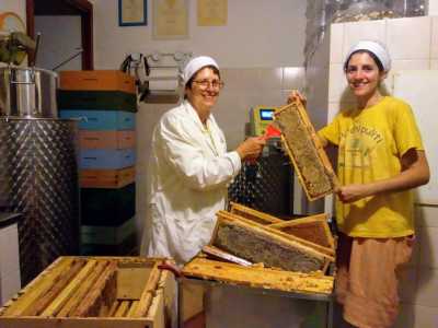 Il periodo migliore per la raccolta � durante la stagione della fioritura, che in Puglia va da aprile ad agosto. In questi mesi gli insetti aumentano la produzione del miele e quindi diventa pi� facile la sua raccolta, evitando nel contempo di sottrarre agli animali scorte essenziali per la sopravvivenza degli alveari